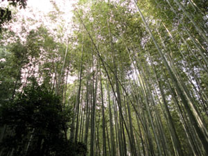 竹林の小径